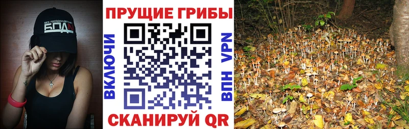 наркошоп hydra как войти Псилоцибиновые грибы Psilocybe Отрадный